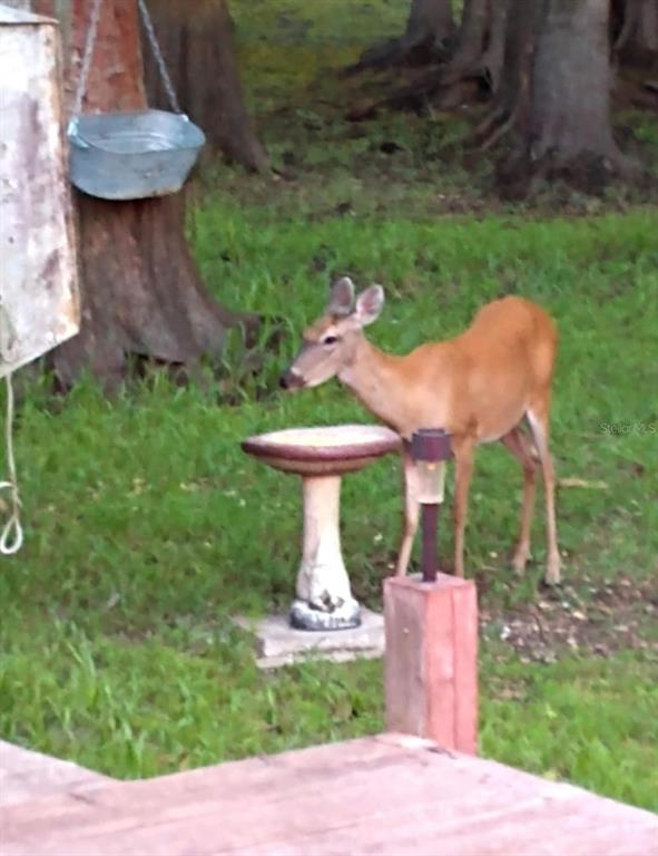 A deer stands in a grassy yard next to a birdbath and a hanging bucket — 17808 DOGWOOD DRIVE, LUTZ, FL