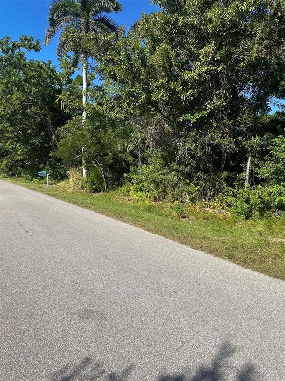 A paved road runs alongside a densely wooded lot with a single palm tree — 2016 MYRTLE AVENUE, PUNTA GORDA, FL