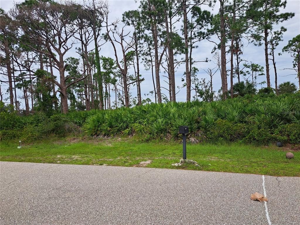 A grassy lot with a mailbox sits in front of dense vegetation and tall pine trees — 12504 PERRINE AVENUE, PORT CHARLOTTE, FL