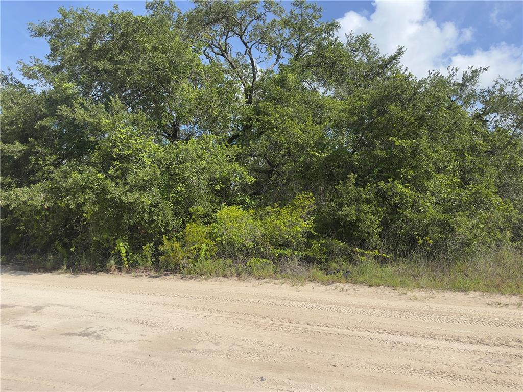 A dirt road runs in front of a dense line of trees and shrubs — 8389 SW 155TH STREET, DUNNELLON, FL