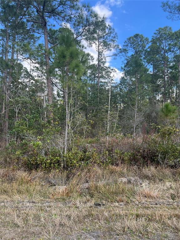 A wooded lot features tall pine trees and low-lying shrubs under a blue sky — 6727 BALBOA BOULEVARD, SEBRING, FL