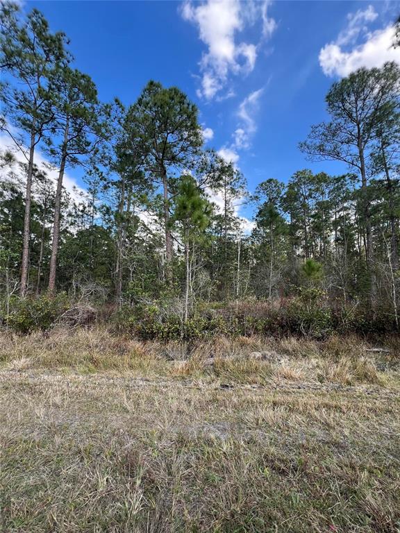 A grassy field leads to a dense forest of pine trees under a blue sky — 6727 BALBOA BOULEVARD, SEBRING, FL