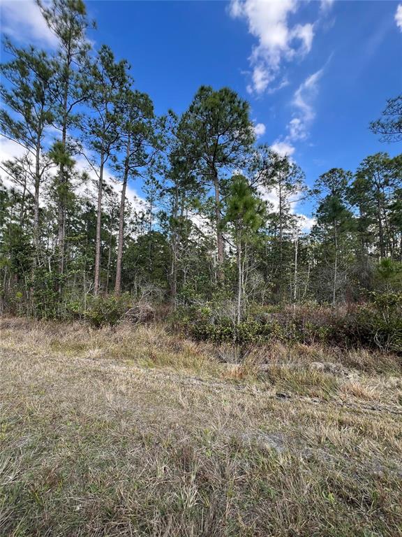 A grassy, undeveloped lot features a dense cluster of tall pine trees under a blue sky — 6727 BALBOA BOULEVARD, SEBRING, FL