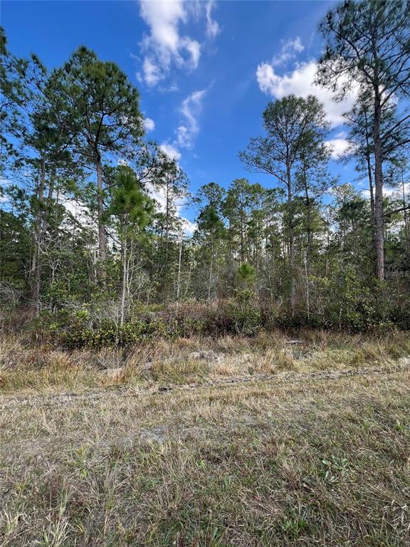 A view of a wooded lot with tall pine trees and low-lying brush — 6727 BALBOA BOULEVARD, SEBRING, FL