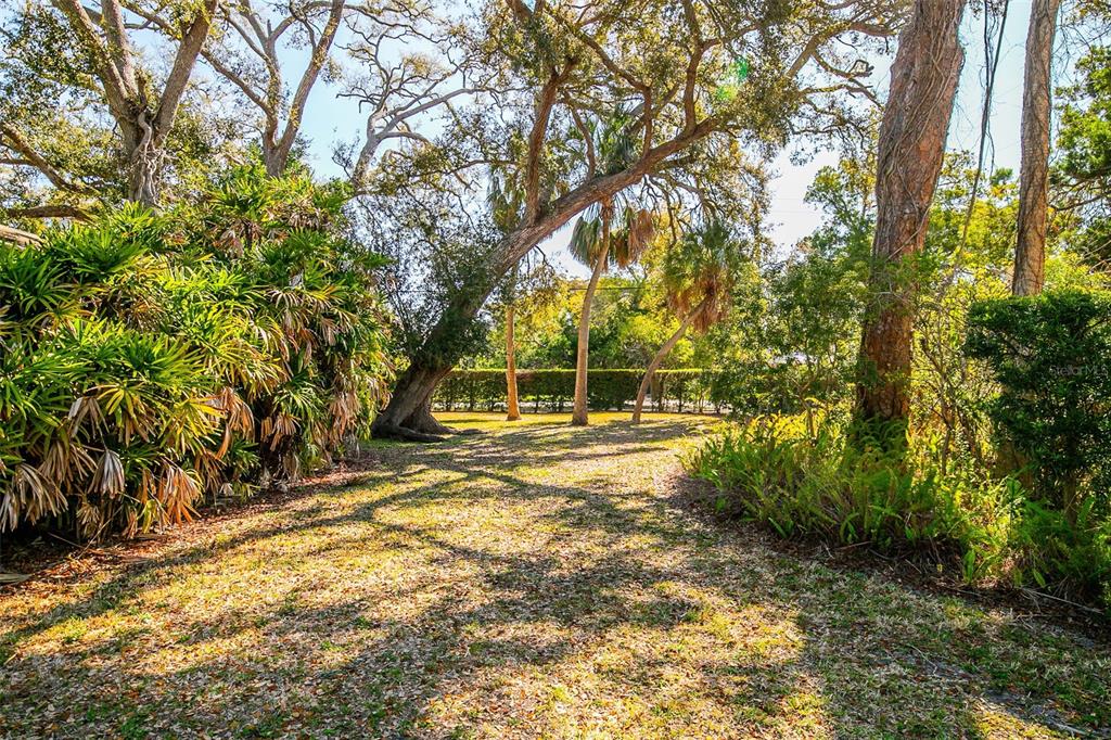 A grassy backyard features large mature trees, palm trees, and a dense perimeter hedge — 5013 BAY SHORE ROAD, SARASOTA, FL