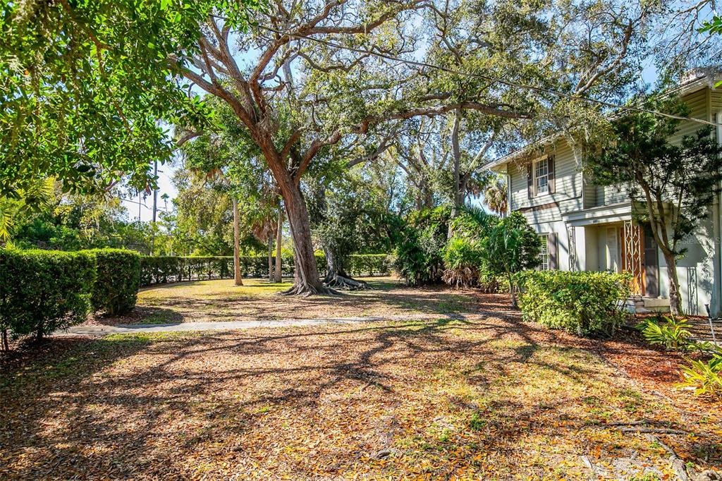 A large tree stands in a leaf-covered yard next to a two-story light-colored house — 5013 BAY SHORE ROAD, SARASOTA, FL