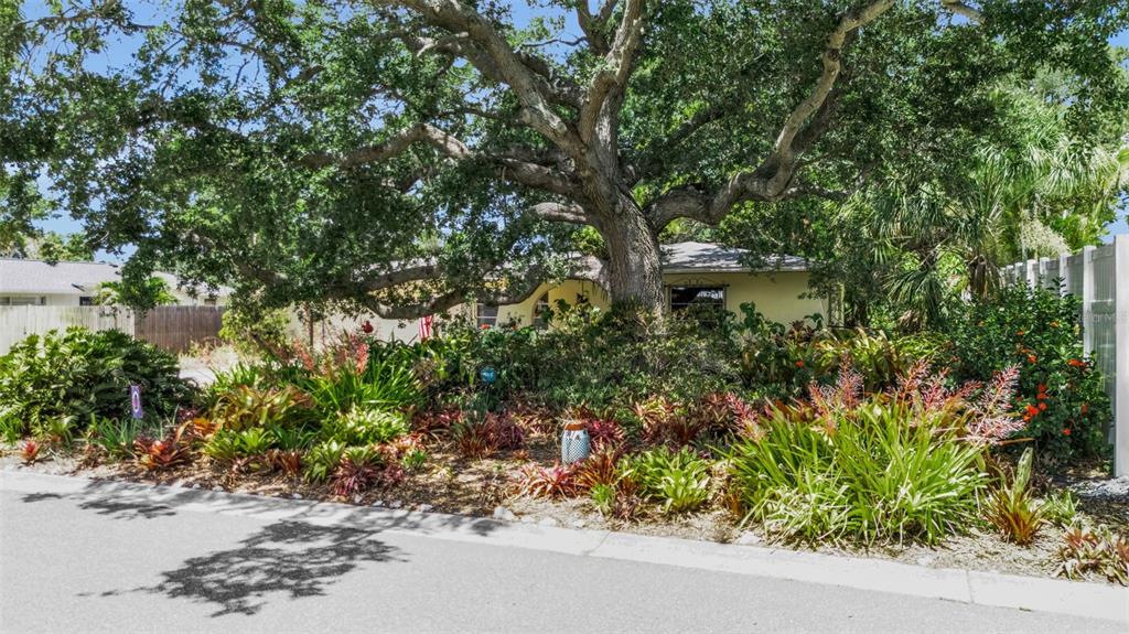 A large oak tree shades the front yard of a house with lush tropical landscaping — 1808 49TH STREET W, BRADENTON, FL