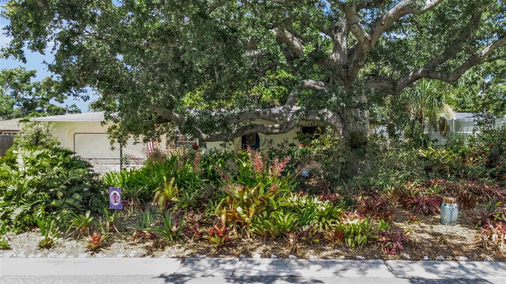 A single-story house with a large oak tree and dense tropical landscaping in the front — 1808 49TH STREET W, BRADENTON, FL