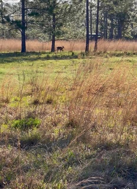 A deer stands in a grassy field bordered by a line of pine trees — CAESAR AVENUE, ORLANDO, FL