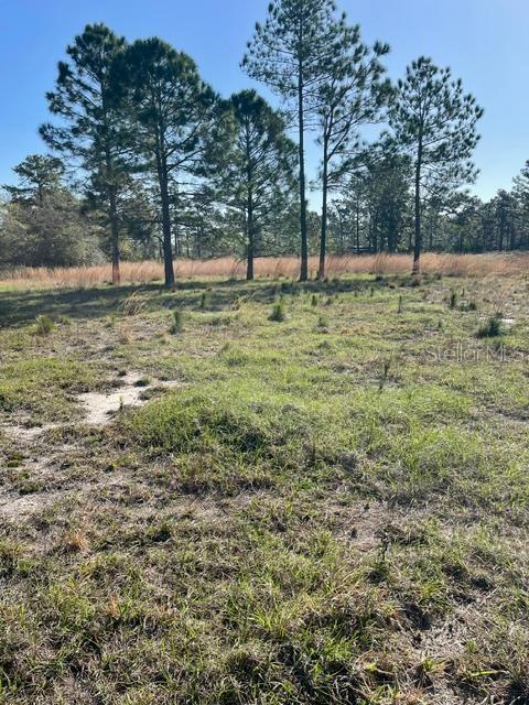 A grassy, open lot features scattered pine trees under a clear blue sky — CAESAR AVENUE, ORLANDO, FL