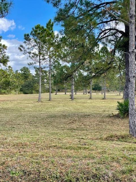 A grassy, open field is dotted with tall pine trees under a blue sky — CAESAR AVENUE, ORLANDO, FL