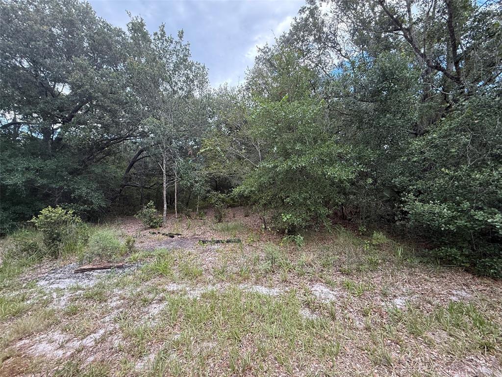 A wooded, undeveloped lot with sandy ground and dense trees under a cloudy sky — 1012 WILDFLOWER STREET, LAKE PLACID, FL