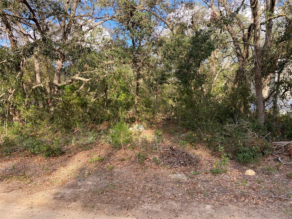 A wooded, undeveloped residential lot covered in trees and brush viewed from a dirt road — DOGWOOD WAY, LADY LAKE, FL