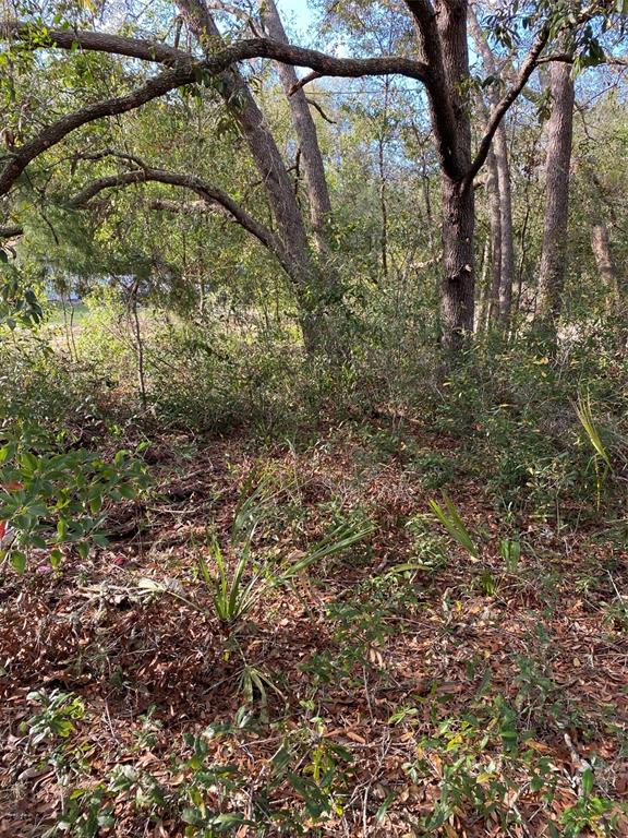 A wooded lot with mature trees and low-lying brush covered in fallen leaves — DOGWOOD WAY, LADY LAKE, FL