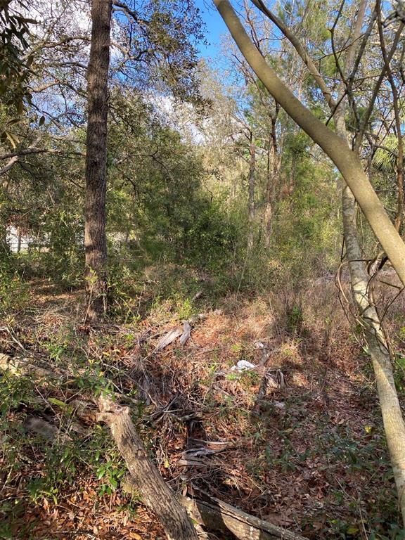 A wooded lot with dense trees, brush, and fallen branches under a clear blue sky — DOGWOOD WAY, LADY LAKE, FL