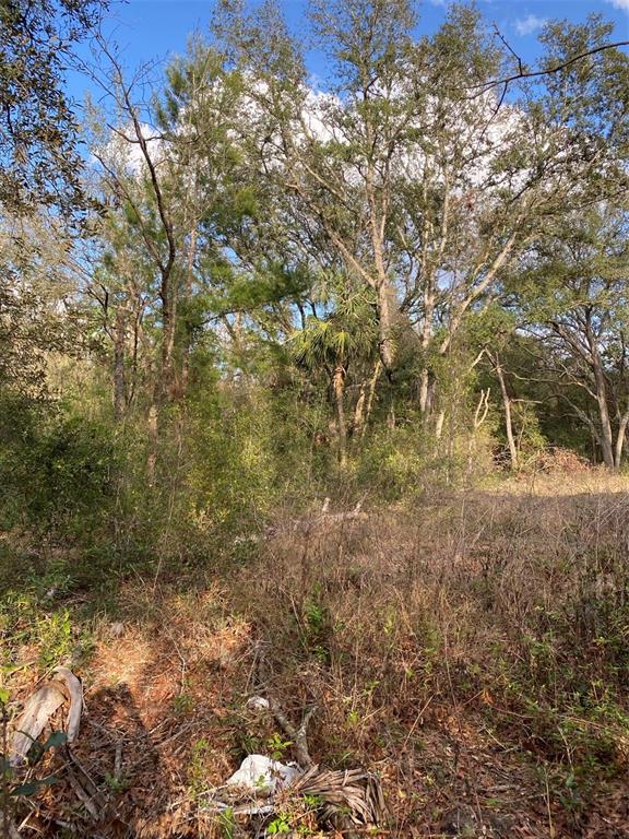 A wooded lot with dense brush, tall trees, and a clear blue sky above — DOGWOOD WAY, LADY LAKE, FL