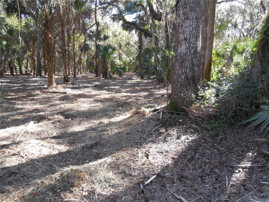 A wooded area with tall trees, palm trees, and a ground covered in dry leaves — 152 TALL OAK TRAIL, ZOLFO SPRINGS, FL