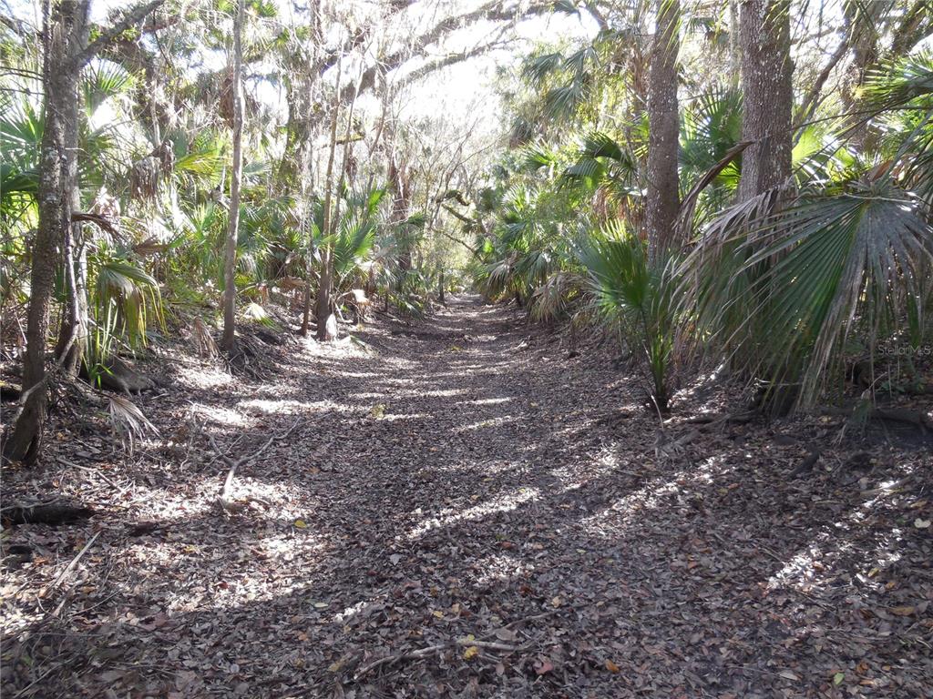 A dirt path covered in fallen leaves winds through a dense, wooded forest area — 152 TALL OAK TRAIL, ZOLFO SPRINGS, FL