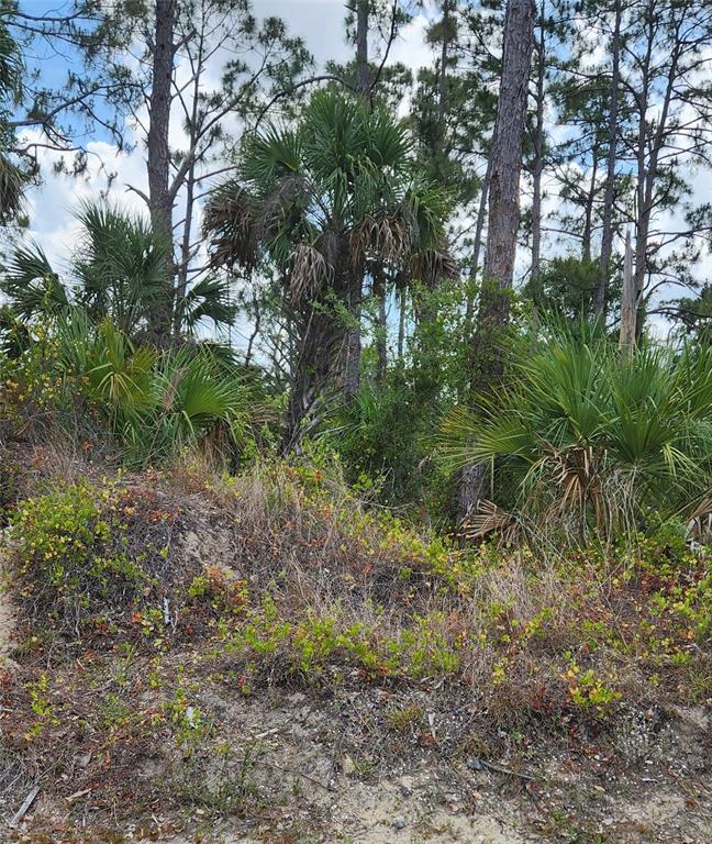 A wooded lot featuring tall pine trees, palmettos, and low-lying scrub brush on sandy soil — MCGINNIS TERRACE, NORTH PORT, FL