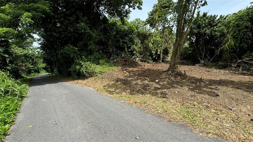 A paved road runs alongside a cleared, wooded lot with dense vegetation in the background — BO CIDRAL PR-111, SAN SEBASTIAN, PR