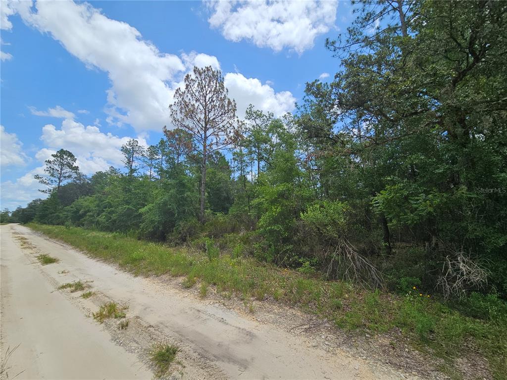 A dirt road runs alongside a wooded lot with various trees and green vegetation — 0000 NE 40TH LANE, WILLISTON, FL