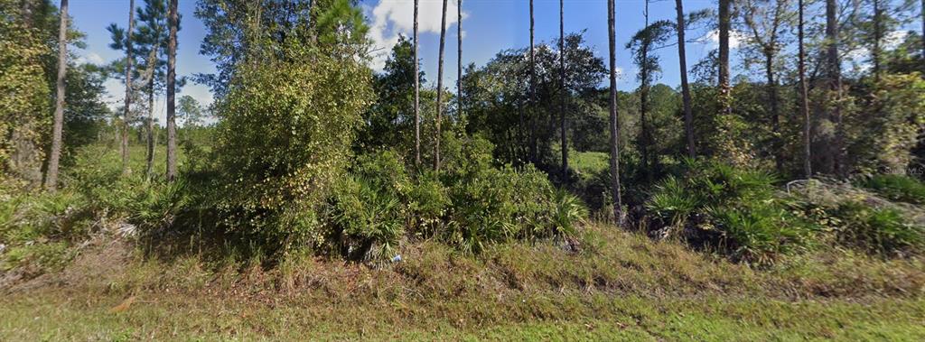 A wooded lot with tall pine trees and dense undergrowth under a blue sky — 00 NE 64TH AVENUE, CITRA, FL