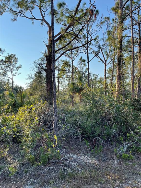 A wooded lot featuring tall pine trees and dense underbrush under a clear blue sky — 1215 HARBOUR BREEZE COURT, PUNTA GORDA, FL