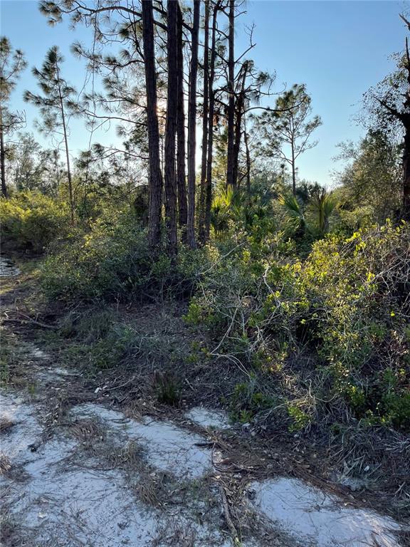 A sandy path leads toward a cluster of tall pine trees and dense native vegetation — 1215 HARBOUR BREEZE COURT, PUNTA GORDA, FL