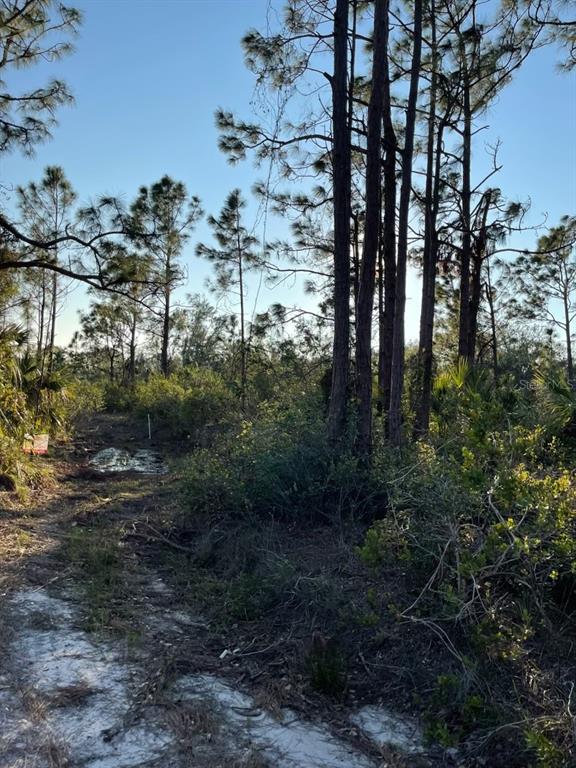 A dirt path leads through a wooded lot with pine trees and low-lying vegetation — 1215 HARBOUR BREEZE COURT, PUNTA GORDA, FL