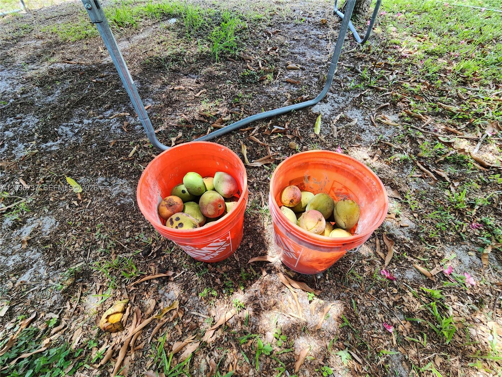 Two orange buckets filled with mangoes sit on the ground beneath a metal frame — 721 NW 33rd Ave, Lauderhill FL 33311, LAUDERHILL, FL