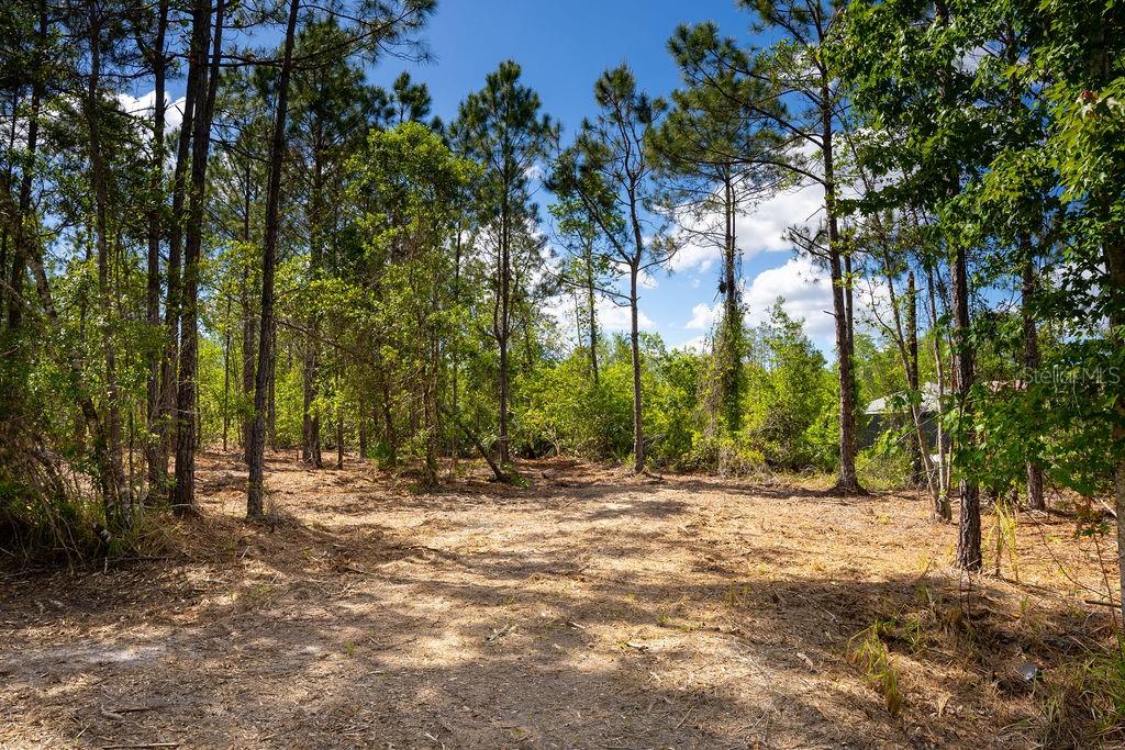 A cleared, sandy lot surrounded by tall pine trees under a blue sky — 3770 BALSAM COURT, ORMOND BEACH, FL