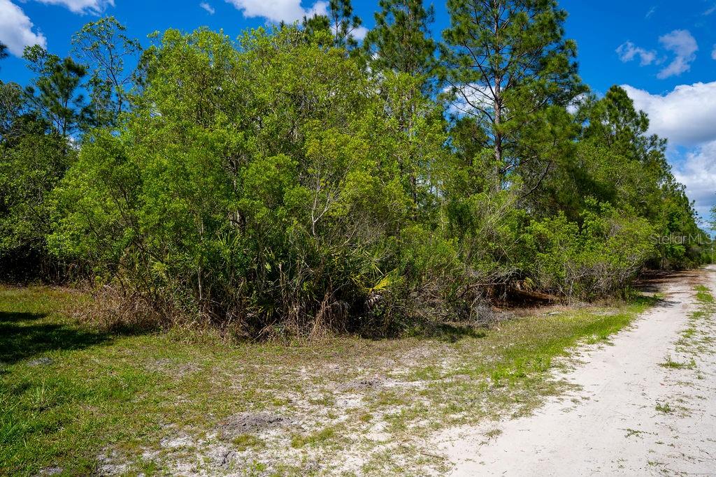 A dirt path runs alongside a dense area of trees and shrubs under a blue sky — 3770 BALSAM COURT, ORMOND BEACH, FL