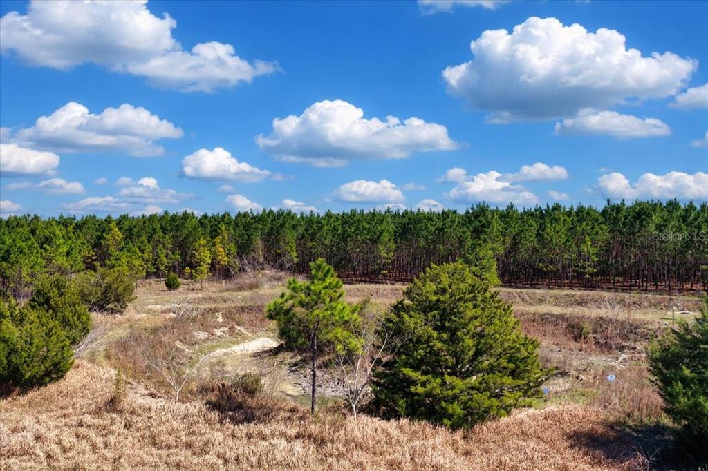 A view of a grassy field with scattered trees and a dense forest background — 000 NW 60TH AVE, CHIEFLAND, FL