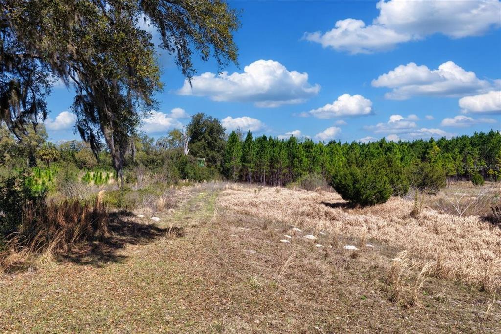 A grassy path leads through an open field toward a dense line of pine trees — 000 NW 60TH AVE, CHIEFLAND, FL