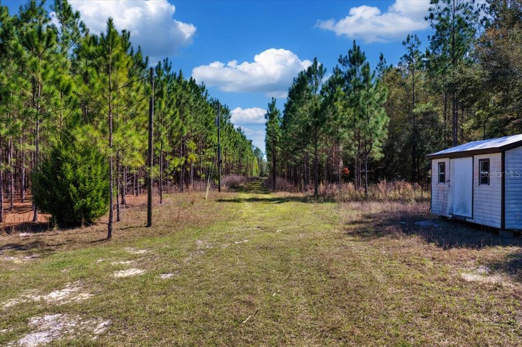 A grassy path leads between rows of pine trees next to a small storage shed — 000 NW 60TH AVE, CHIEFLAND, FL