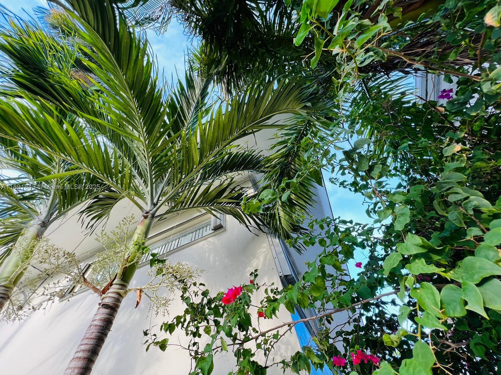 A low-angle view shows a palm tree and flowering bougainvillea against a white building exterior — 7435 Byron Ave, Miami Beach FL 33141, MIAMI BEACH, FL