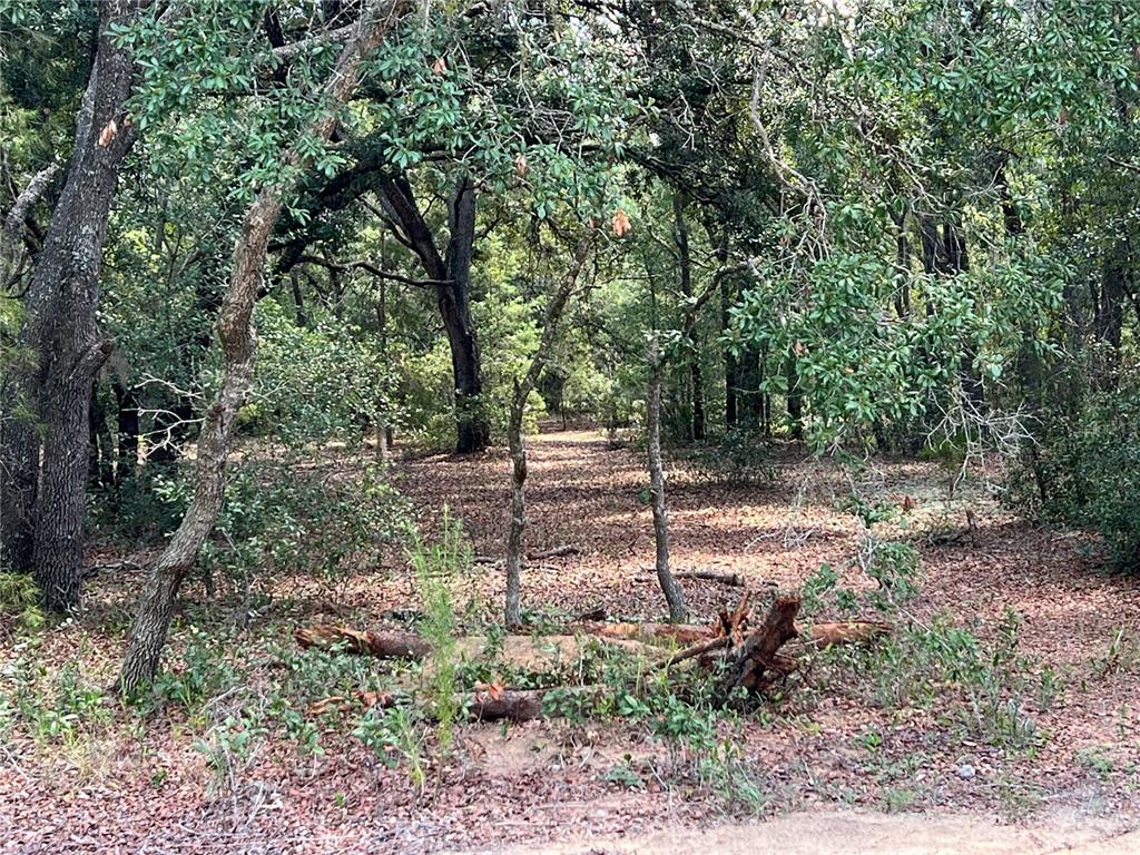 A wooded lot covered in fallen leaves with several mature trees and scattered logs — LOT 36 BLK1140 FISHER WAY TRAIL, OCKLAWAHA, FL