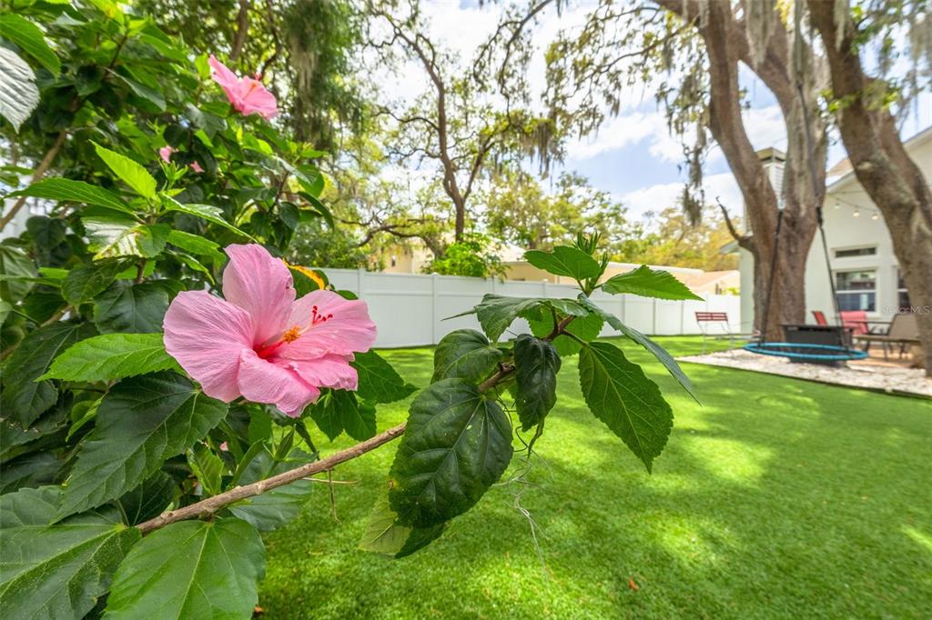 A pink hibiscus flower blooms in the foreground of a grassy backyard with trees — 901 VIRGINIA AVENUE, TARPON SPRINGS, FL