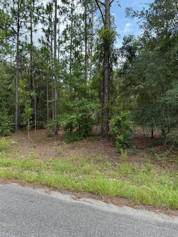 A wooded, undeveloped residential lot viewed from an adjacent paved road — 6461 N ELNORA WAY, CITRUS SPRINGS, FL