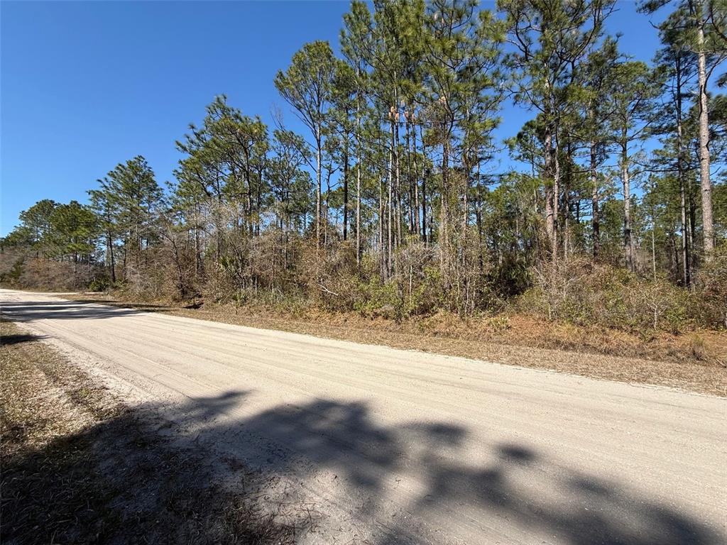 A dirt road runs alongside a wooded area with tall pine trees under a sky — 4664 CLOVE AVENUE, BUNNELL, FL