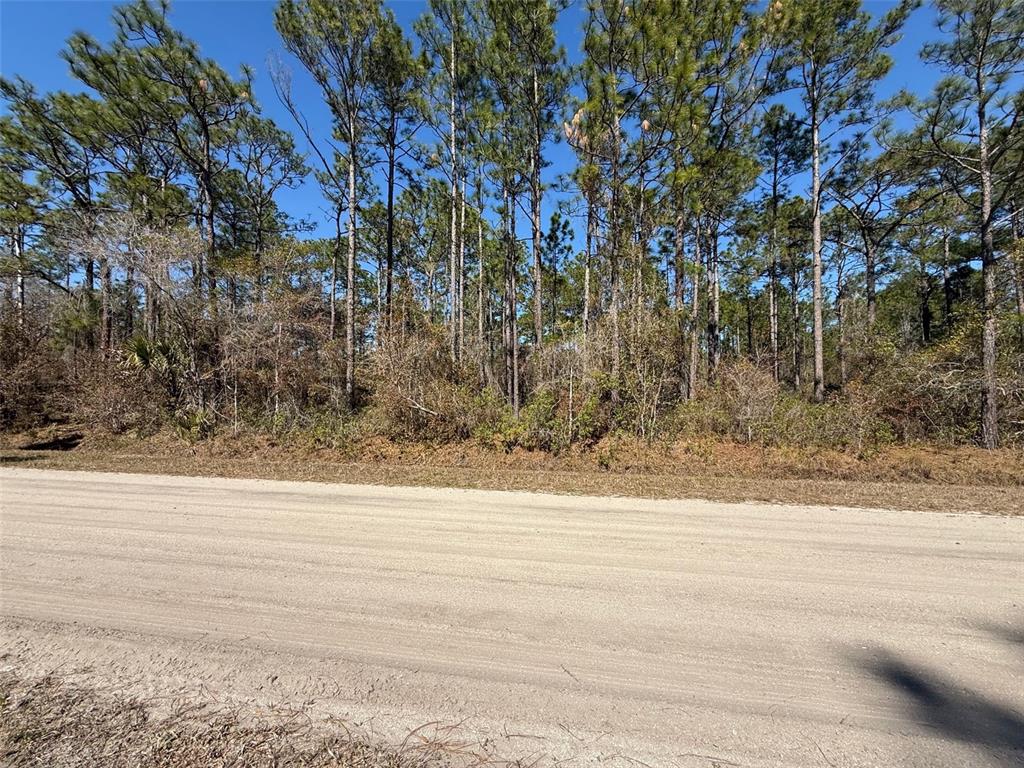 A dirt road runs in front of a wooded lot with tall pine trees — 4664 CLOVE AVENUE, BUNNELL, FL