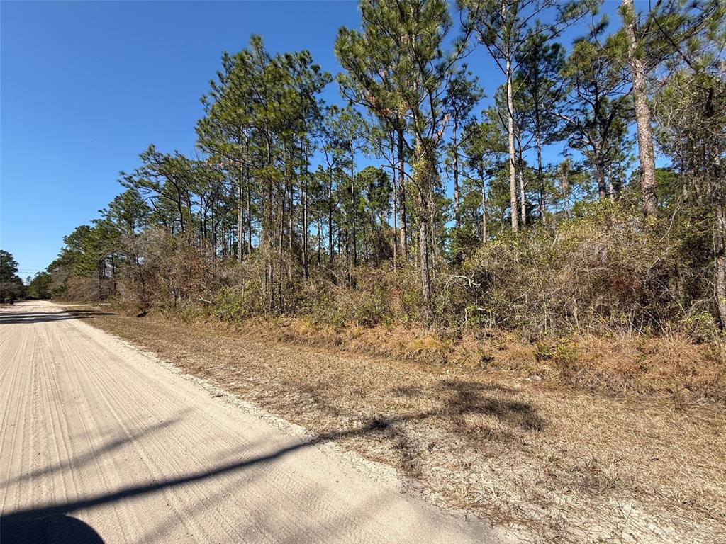 A dirt road runs alongside a wooded lot with tall pine trees and dense brush — 4664 CLOVE AVENUE, BUNNELL, FL