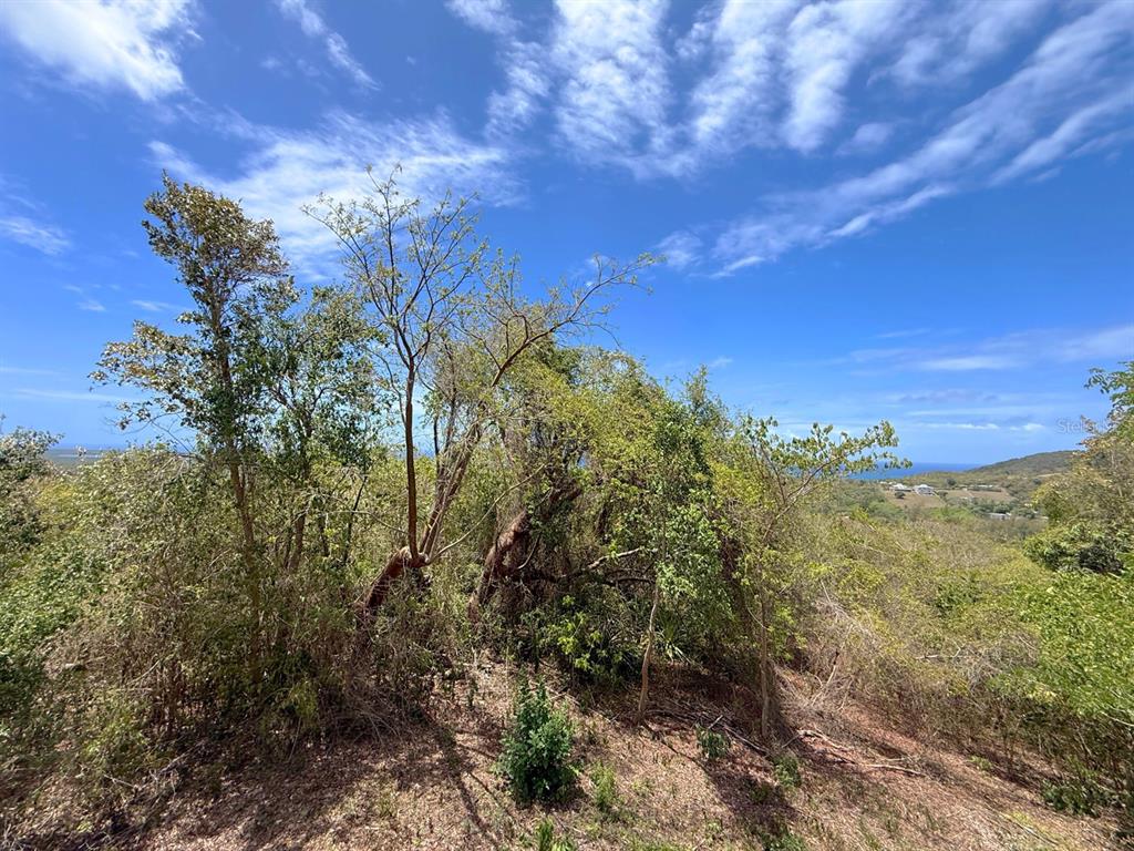 A view of a hillside covered in trees and shrubs overlooking a distant coastline — 89 CALLE CASA HIX, VIEQUES, PR