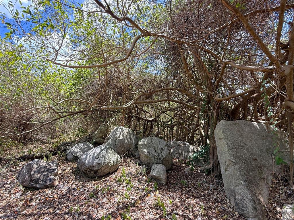 A cluster of large boulders sits beneath the dense, tangled branches of a wooded area — 89 CALLE CASA HIX, VIEQUES, PR