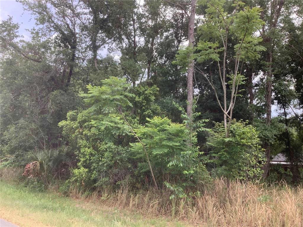 A view of a wooded lot with dense trees and tall grass along a road — 0 BAHIA CIRCLE LANE, OCALA, FL