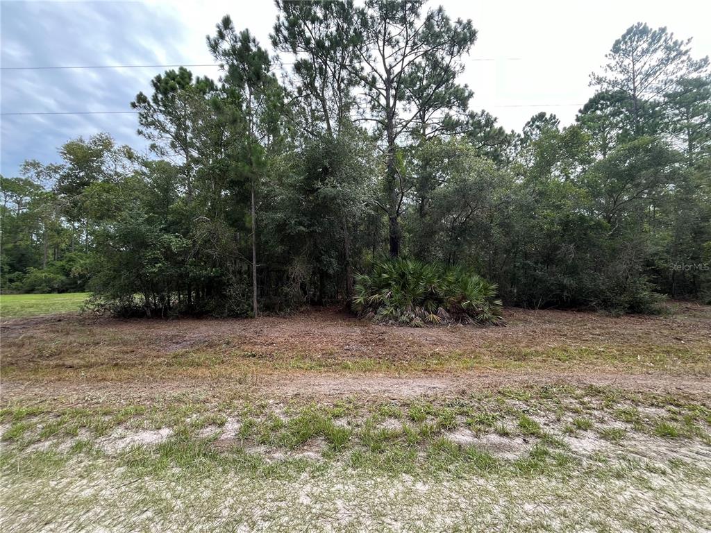 A view of a wooded lot with a sandy foreground and dense green trees — 122 GLENSIDE STREET, GEORGETOWN, FL