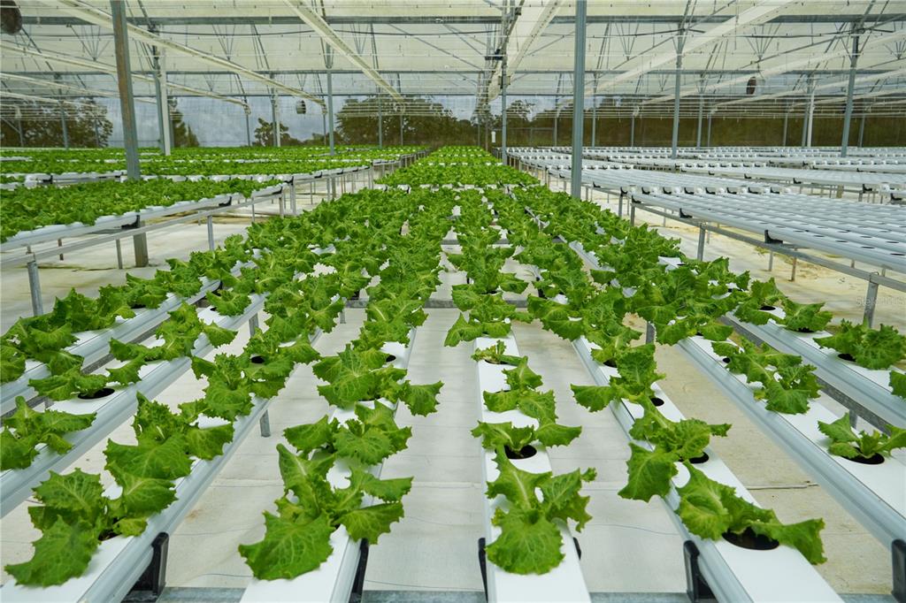 Rows of lettuce grow in a hydroponic greenhouse with white channels and metal support structures — Sector Palmasola BO. BUENOS AIRES, LARES, PR