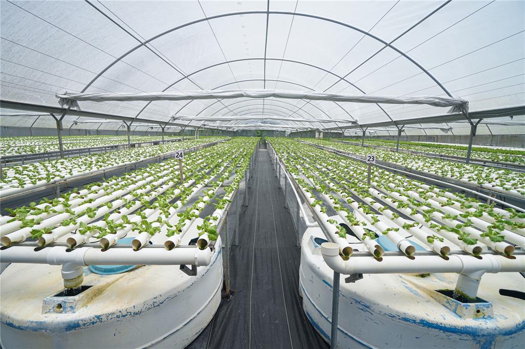 A large greenhouse features rows of hydroponic lettuce growing in white pipes above water tanks — Sector Palmasola BO. BUENOS AIRES, LARES, PR
