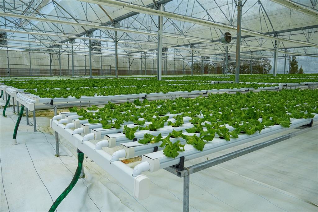 A commercial greenhouse features rows of hydroponic lettuce growing in white PVC pipe systems — Sector Palmasola BO. BUENOS AIRES, LARES, PR