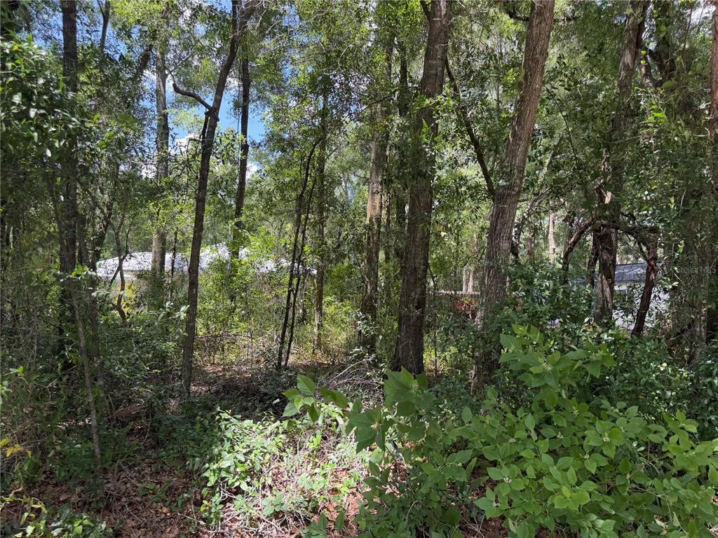A wooded lot with dense trees and undergrowth, showing a glimpse of a neighboring house — TBD SW 76TH AVENUE, OCALA, FL
